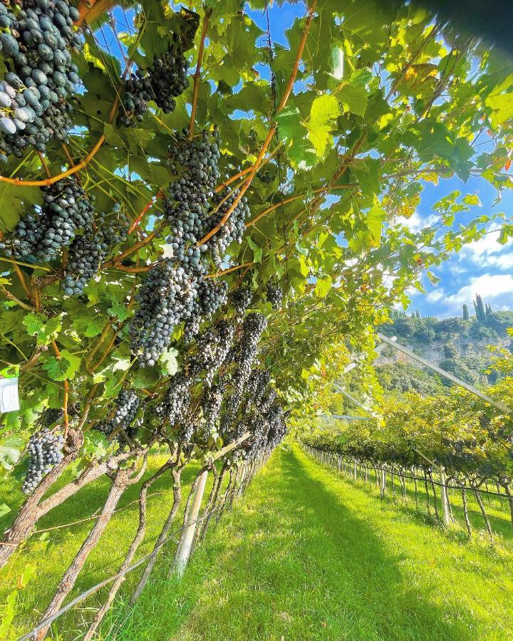 Appartamento Lucia Torbole Sul Garda Zewnętrze zdjęcie